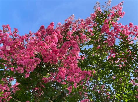 The magic of autumn crepe myrtles: celebrating the vibrant colors of fall